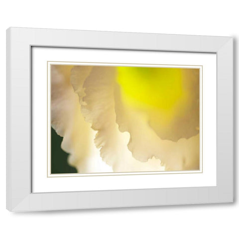 White Lisianthus II White Modern Wood Framed Art Print with Double Matting by Nourock, Jonathan