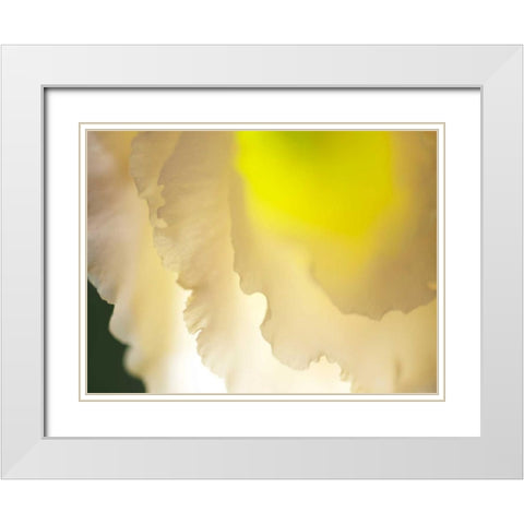 White Lisianthus II White Modern Wood Framed Art Print with Double Matting by Nourock, Jonathan