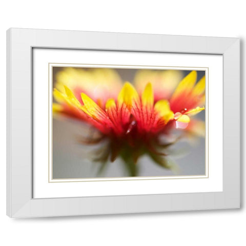 Gaillardia II White Modern Wood Framed Art Print with Double Matting by Nourock, Jonathan