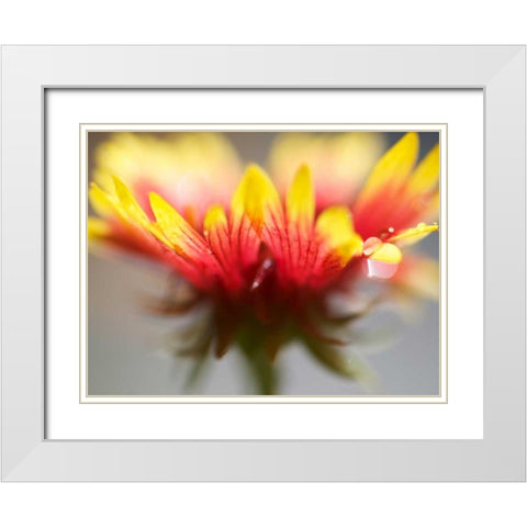 Gaillardia II White Modern Wood Framed Art Print with Double Matting by Nourock, Jonathan