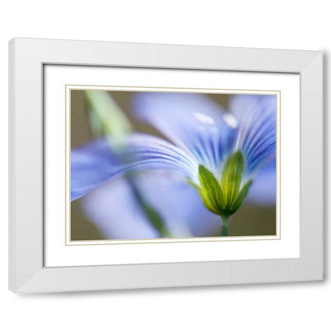 Blue Flax I White Modern Wood Framed Art Print with Double Matting by Nourock, Jonathan
