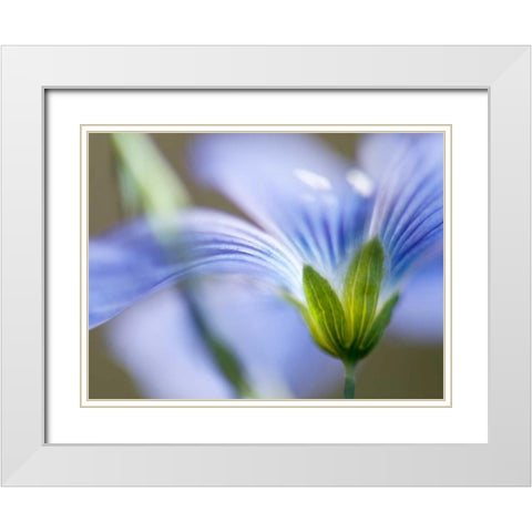 Blue Flax I White Modern Wood Framed Art Print with Double Matting by Nourock, Jonathan