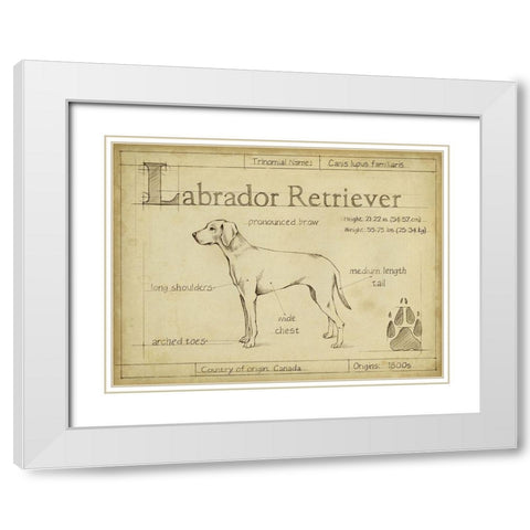 Antique Labrador Retriever (ASH) White Modern Wood Framed Art Print with Double Matting by Harper, Ethan