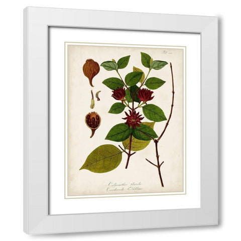 Antique Greenery I White Modern Wood Framed Art Print with Double Matting by Unknown