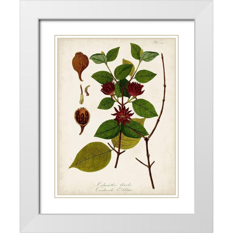 Antique Greenery I White Modern Wood Framed Art Print with Double Matting by Unknown