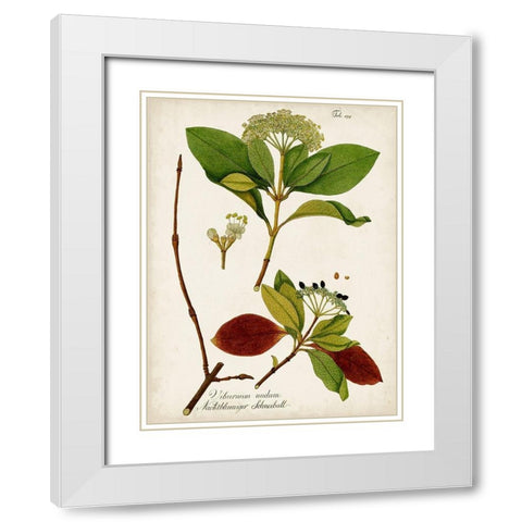 Antique Greenery II White Modern Wood Framed Art Print with Double Matting by Unknown