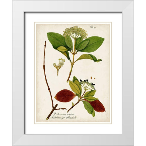 Antique Greenery II White Modern Wood Framed Art Print with Double Matting by Unknown