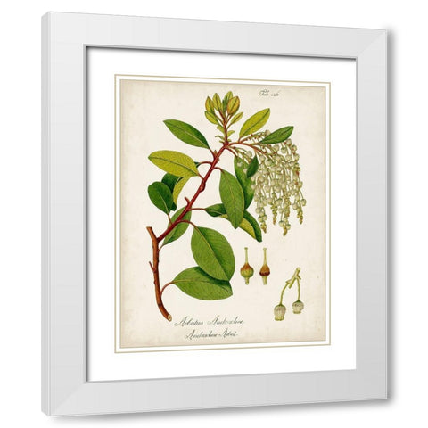 Antique Greenery III White Modern Wood Framed Art Print with Double Matting by Unknown