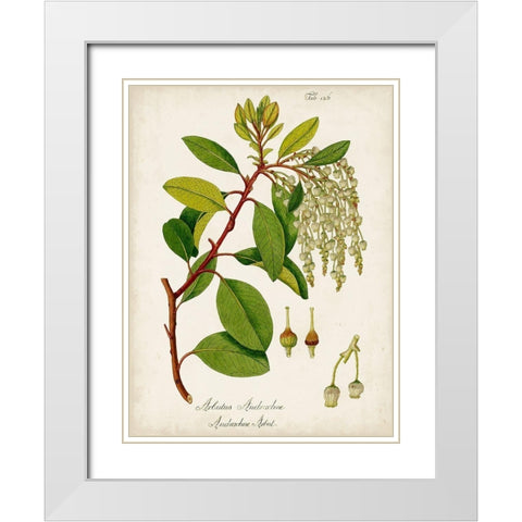 Antique Greenery III White Modern Wood Framed Art Print with Double Matting by Unknown