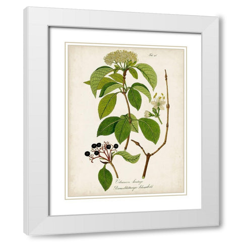 Antique Greenery IV White Modern Wood Framed Art Print with Double Matting by Unknown
