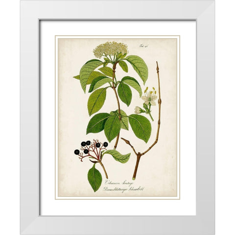 Antique Greenery IV White Modern Wood Framed Art Print with Double Matting by Unknown