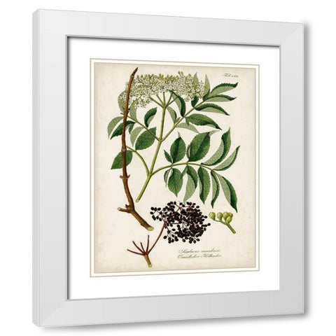 Antique Greenery V White Modern Wood Framed Art Print with Double Matting by Unknown