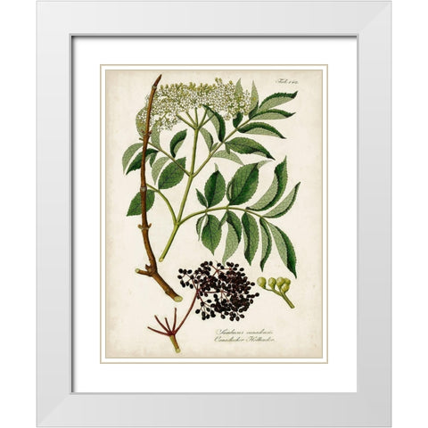Antique Greenery V White Modern Wood Framed Art Print with Double Matting by Unknown