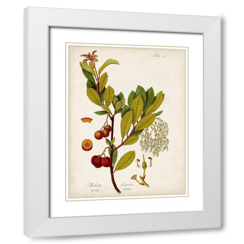 Antique Greenery VI White Modern Wood Framed Art Print with Double Matting by Unknown