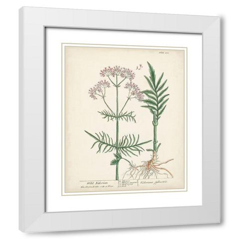 Antique Herbs I White Modern Wood Framed Art Print with Double Matting by Unknown