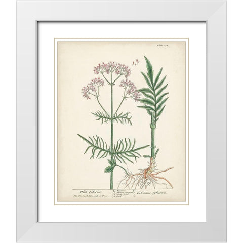 Antique Herbs I White Modern Wood Framed Art Print with Double Matting by Unknown