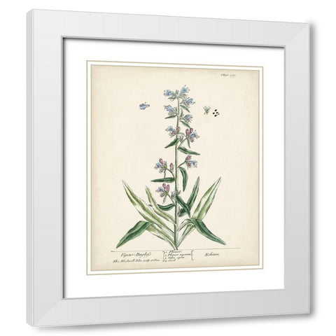 Antique Herbs II White Modern Wood Framed Art Print with Double Matting by Unknown