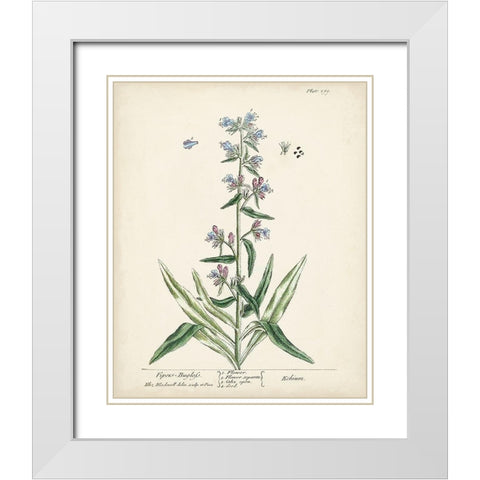 Antique Herbs II White Modern Wood Framed Art Print with Double Matting by Unknown