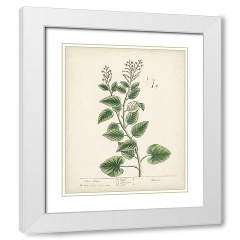 Antique Herbs III White Modern Wood Framed Art Print with Double Matting by Unknown