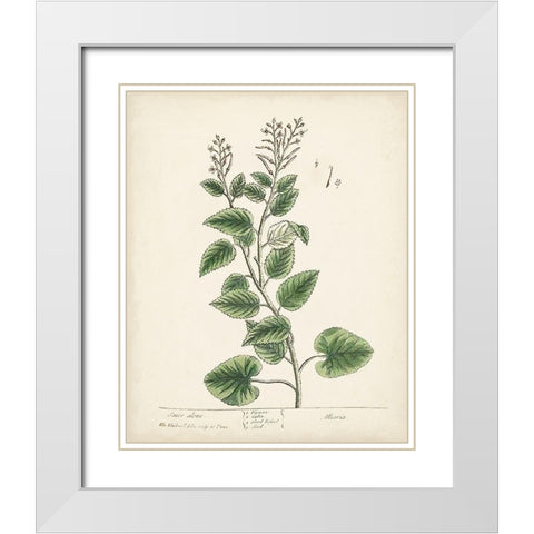Antique Herbs III White Modern Wood Framed Art Print with Double Matting by Unknown