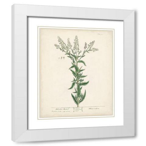 Antique Herbs IV White Modern Wood Framed Art Print with Double Matting by Unknown