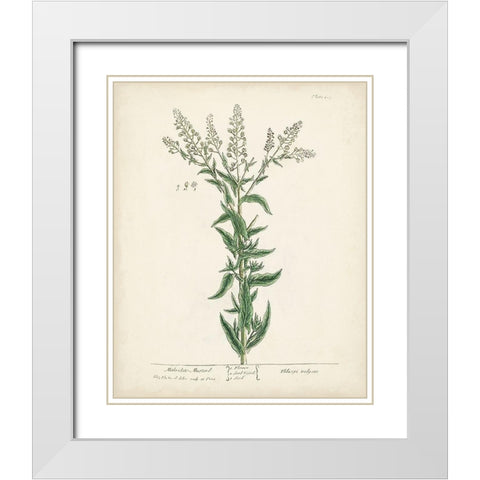 Antique Herbs IV White Modern Wood Framed Art Print with Double Matting by Unknown