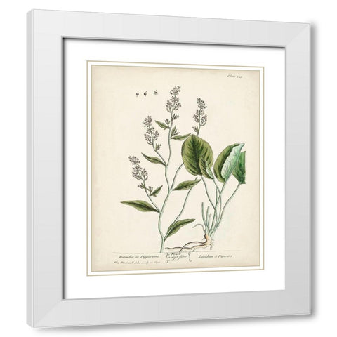 Antique Herbs V White Modern Wood Framed Art Print with Double Matting by Unknown
