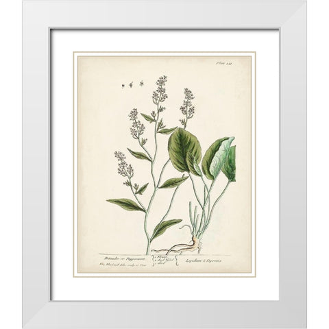 Antique Herbs V White Modern Wood Framed Art Print with Double Matting by Unknown