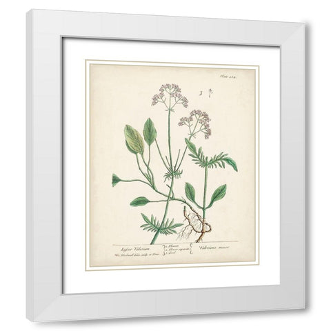 Antique Herbs VI White Modern Wood Framed Art Print with Double Matting by Unknown