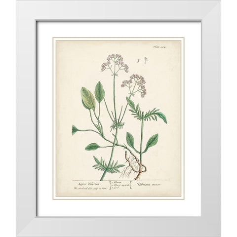 Antique Herbs VI White Modern Wood Framed Art Print with Double Matting by Unknown