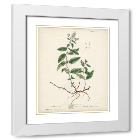 Antique Herbs VII White Modern Wood Framed Art Print with Double Matting by Unknown