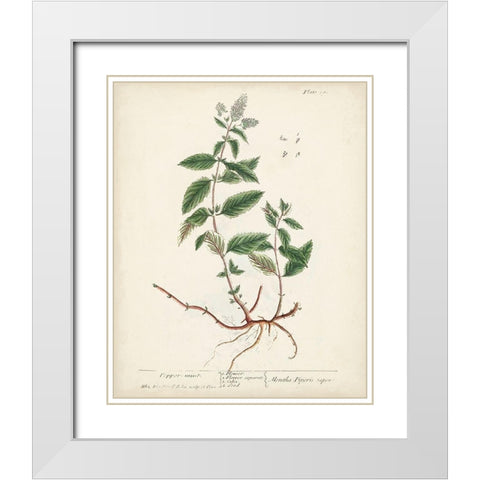 Antique Herbs VII White Modern Wood Framed Art Print with Double Matting by Unknown