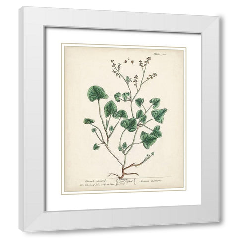 Antique Herbs VIII White Modern Wood Framed Art Print with Double Matting by Unknown