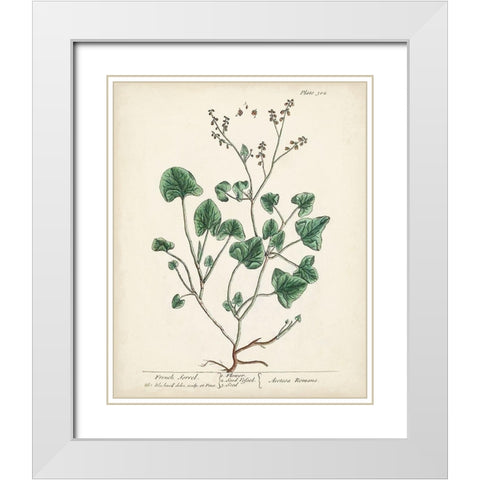 Antique Herbs VIII White Modern Wood Framed Art Print with Double Matting by Unknown