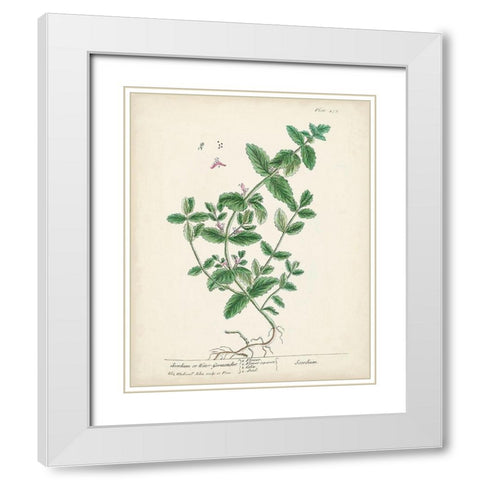 Antique Herbs IX White Modern Wood Framed Art Print with Double Matting by Unknown