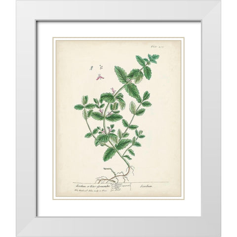 Antique Herbs IX White Modern Wood Framed Art Print with Double Matting by Unknown
