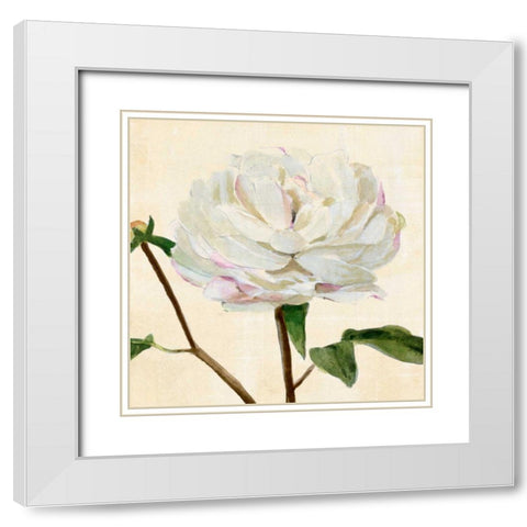 Peony in Bloom I White Modern Wood Framed Art Print with Double Matting by Warren, Annie
