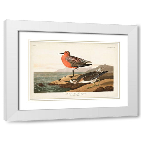 Pl. 315 Red-breasted Sandpiper White Modern Wood Framed Art Print with Double Matting by Audubon, John James