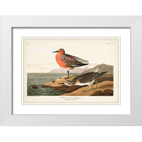 Pl. 315 Red-breasted Sandpiper White Modern Wood Framed Art Print with Double Matting by Audubon, John James