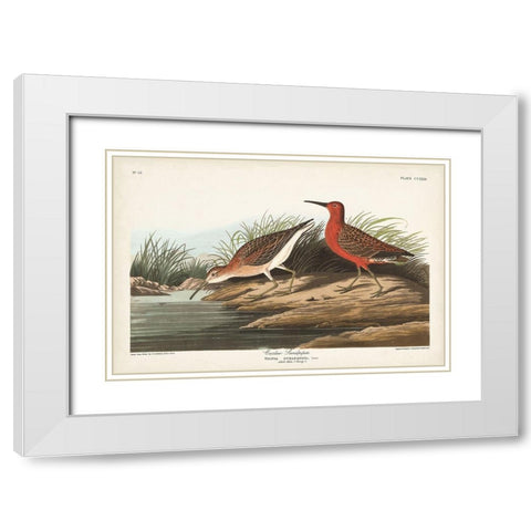 Pl. 263 Curlew Sandpiper White Modern Wood Framed Art Print with Double Matting by Audubon, John James