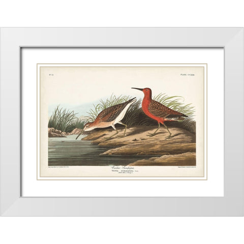 Pl. 263 Curlew Sandpiper White Modern Wood Framed Art Print with Double Matting by Audubon, John James