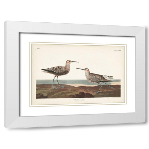 Pl. 344 Long-legged Sandpiper White Modern Wood Framed Art Print with Double Matting by Audubon, John James