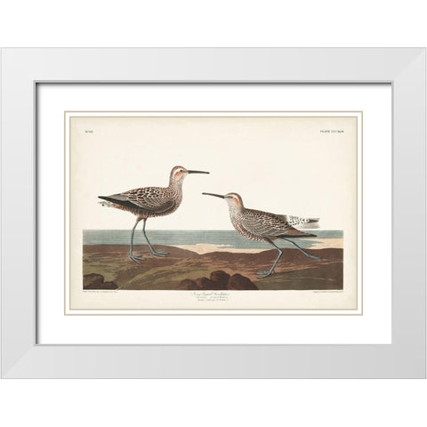 Pl. 344 Long-legged Sandpiper White Modern Wood Framed Art Print with Double Matting by Audubon, John James
