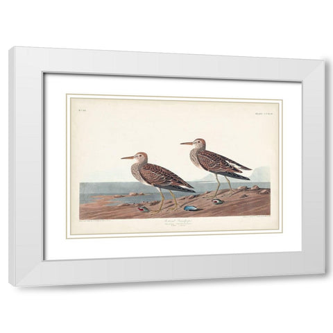 Pl. 294 Pectoral Sandpiper White Modern Wood Framed Art Print with Double Matting by Audubon, John James