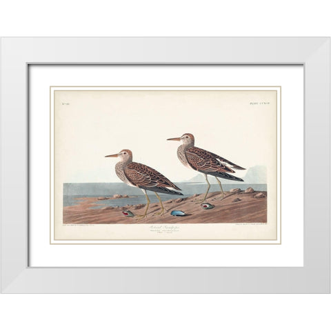 Pl. 294 Pectoral Sandpiper White Modern Wood Framed Art Print with Double Matting by Audubon, John James
