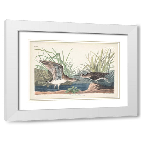 Pl. 289 Solitary Sandpiper White Modern Wood Framed Art Print with Double Matting by Audubon, John James