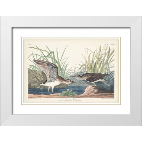 Pl. 289 Solitary Sandpiper White Modern Wood Framed Art Print with Double Matting by Audubon, John James