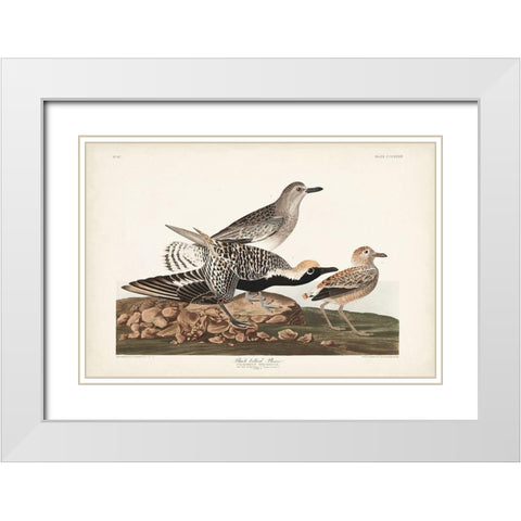 Pl. 334 Black-bellied Plover White Modern Wood Framed Art Print with Double Matting by Audubon, John James