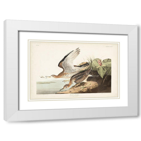 Pl. 303 Bartram Sandpiper White Modern Wood Framed Art Print with Double Matting by Audubon, John James