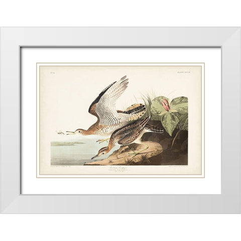 Pl. 303 Bartram Sandpiper White Modern Wood Framed Art Print with Double Matting by Audubon, John James